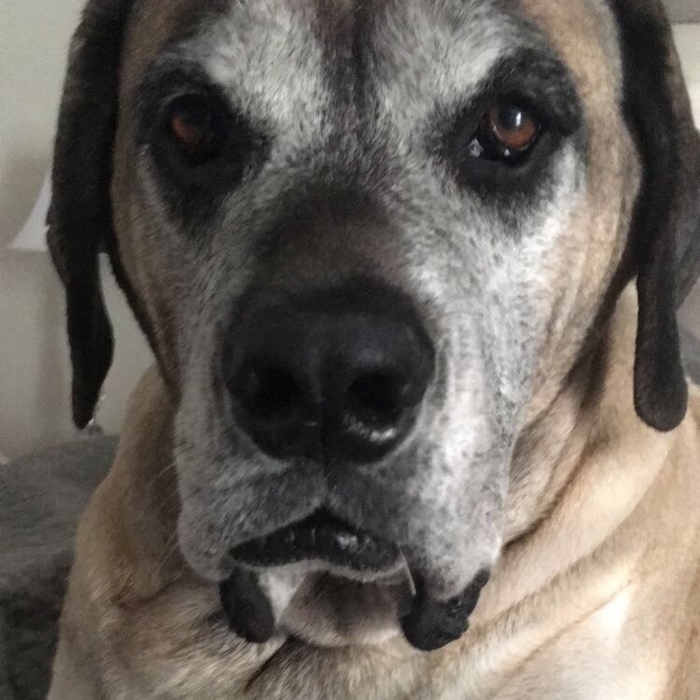 Meet your Posher, Bridget